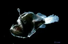 fig3b_600.webp