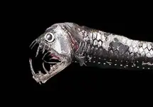 viperfish-chauliodus2.webp