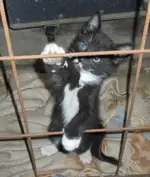Michi2.webp