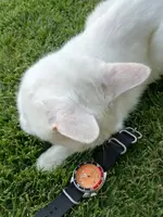 IMG_20180714_203634.webp