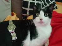 Coco.webp