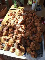 A-BOLETS (6).webp