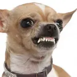 depositphotos_10889915-stock-photo-close-up-of-angry-chihuahua.webp