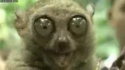 big eye lemur.webp