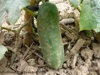 pepino2xl1.webp