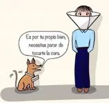 Perrito y Corona virus.webp