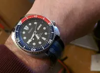 Turtle con nato .webp