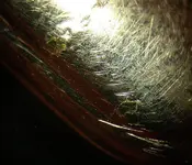 clip rayado y con desconchados del chapado DSCN5364.webp