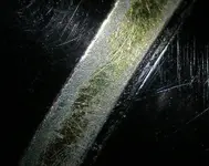 perdida completa de baños de oro DSCN5372.webp