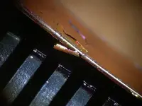 desconchado de oro rosa en lateral del plumin DSCN5375.webp