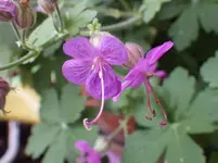IMGP1781.webp
