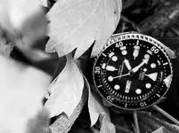 A7E74939-3B90-495D-B599-59C80DD15938.webp