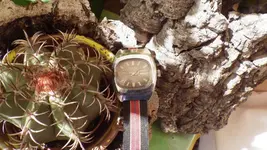 IMGP2208.webp