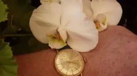 IMGP2729.webp