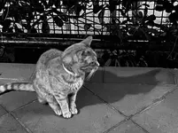 7B0FED3F-ED09-429C-A129-A7C134D65B2C.webp
