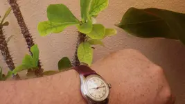 IMGP3119.webp