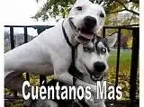 cuentanos mas.webp