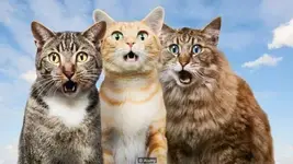 cats.webp