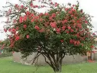 hibisco rojo.webp