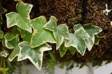 Hedera_helix.webp