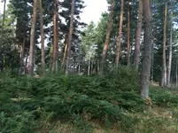 arboles jaboto.webp