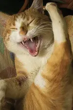 cat gato-riendo.webp