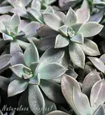 madre-perla-graptopetalum-paraguayense-plantas.webp