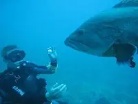 Gran_Mero_en_las_Islas_Medas.webp