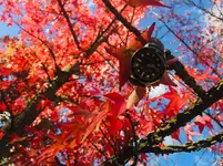 82C6848B-EFE6-45D8-B632-AC3BF6EB4401.webp