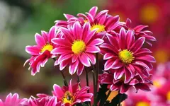 flores-bonitas.webp flores-bonitas.webp