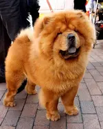 01_Chow_Chow.webp