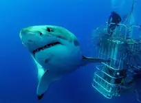 shark.webp