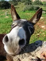 asno.webp