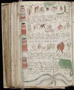 El-manuscrito-Voynich.webp