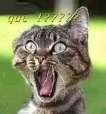 gato%20sorprendido.webp