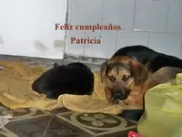 Feliz cumpleaños Patricia.webp