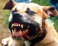 vicious_pitbull.webp