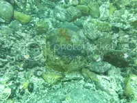 IMG_2197_zpsb0d9ac88.webp