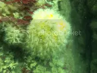 IMG_2205_zps53baf26c.webp