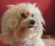 44555_zpscb2d37fc.webp
