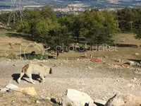 IMG_1449_zps02c30091.webp