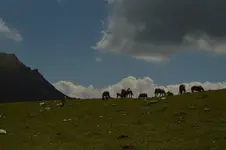14505487874_952af76088_h.webp