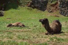 14556715423_343c534ac4_h.webp