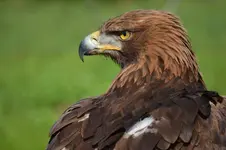 9881272185_1ab985a160_h.webp