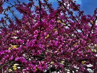 24B7DF52-CDA3-43F1-A574-FBE8904C9CAA.webp