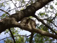 hornero2.webp