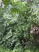 verde1.webp