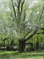 verde2.webp