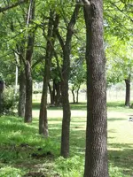 verde4.webp