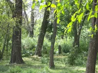 verde5.webp